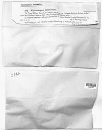 Rhizocarpon distinctum image